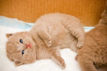 Fototapeta na wymiar Lying Newborn British Kitten