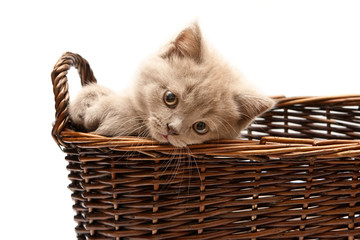 Fototapeta na wymiar Beautiful Lilac Kitten In A Basket