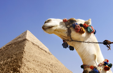Camel with a Pyramid in background