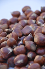 Chestnut (Castanea) and the edible nuts they produce