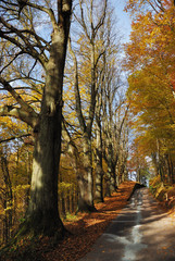 Forest Track in Autumn