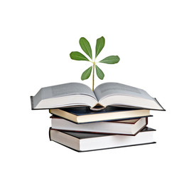 seedling growing from an open book
