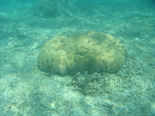 Corail au fond de l'océan Indien