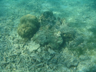 Corail au fond de l'océan Indien
