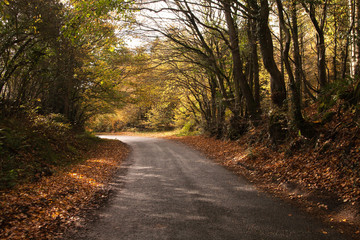 Fototapeta na wymiar Lane Sussex kraj w kolorach jesieni