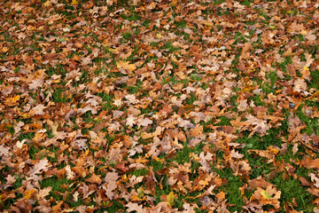 Carpet of autumn leaves