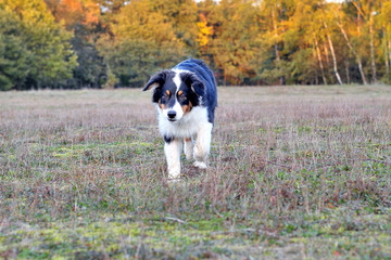 Australian Shepherd