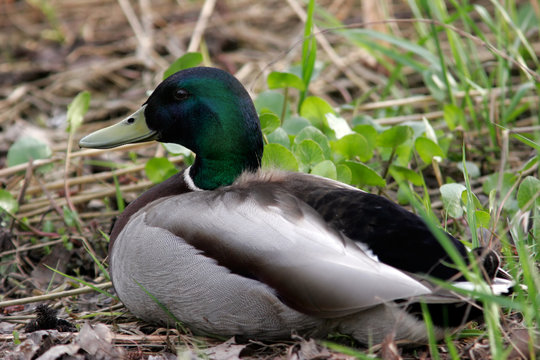 Duck mallard male in grass
