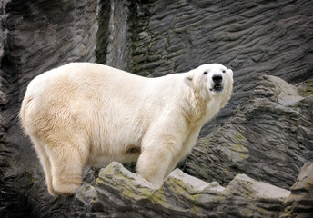 Polar bear