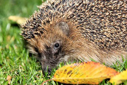 Igel im Herbst