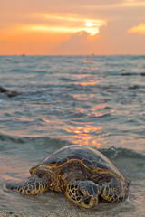 Sea Turtle during Sunset
