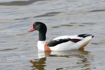 Tadorna tadorna - Tadorne de Belon - Common Shelduck