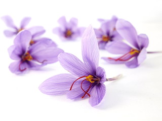 Close up of beautiful blue Saffron Crocus flowers