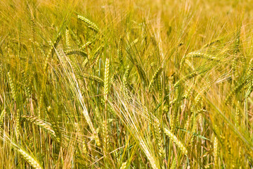 golden ripe wheat right before harvest