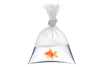 A view of a golden fish in a bag