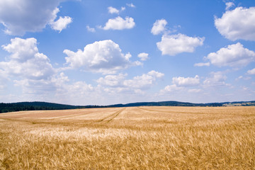 golden wheat field and blue sky landscape