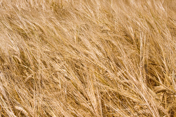golden ripe wheat right before harvest