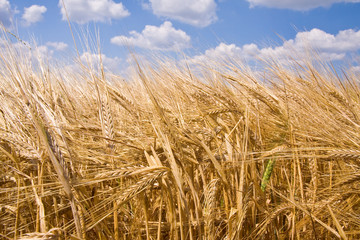 Fototapeta na wymiar golden wheat field and blue sky landscape