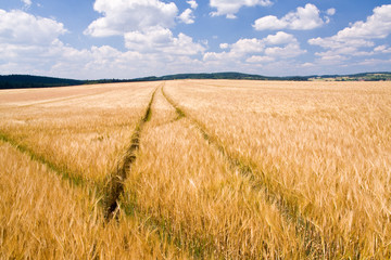 golden wheat field and blue sky landscape