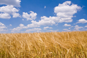 golden wheat field and blue sky landscape