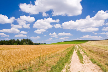 golden wheat field with a road