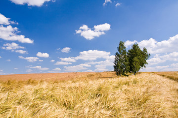 golden wheat field and blue sky landscape