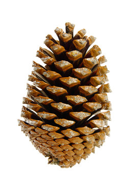 Pinienzapfen - pine cone 04
