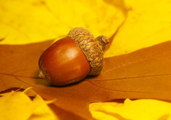 Acorn