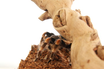 Vogelspinne Brachypelma Smithi im Terrarium