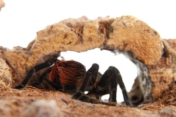 Vogelspinne Brachypelma Vagans im Terrarium © volkerr