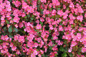 Fototapeta premium Bush with pink flowers