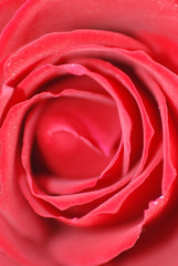 AMANTES, ENEMORADOS, ROSA, AFECTO, BELLEZA