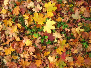 herbst hintergrund
