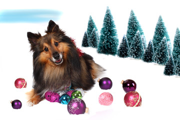 Sheltie Christmas dog in snow