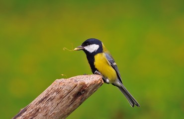 El ladron de semillas