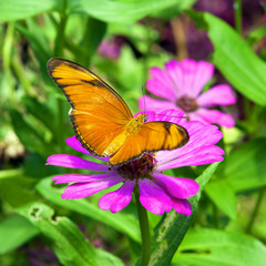 butterfly on flower