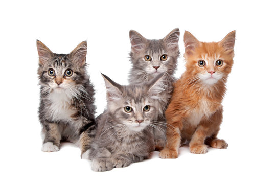 Four main coon cittens in a row