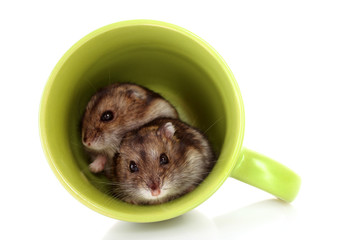 Young hamsters in green cup isolated on white