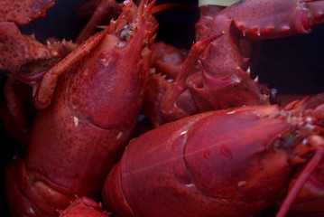 Lobster