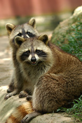 Obraz premium Raccoon