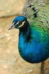 Fototapeta premium Peacock