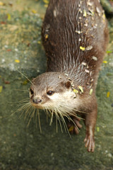 Otter