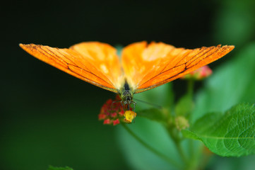 Orange Butterly