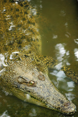 Crocodile