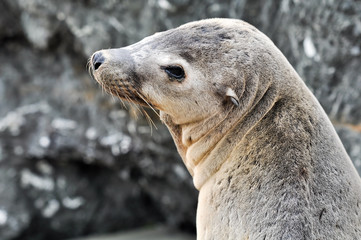Sea Lion Portrait at Pacific Ocean