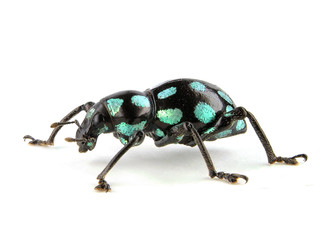 weevil on the white paper