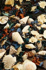 potpourri marino