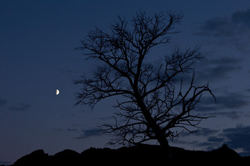 Tree on background night sky