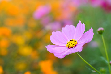 ピンクのコスモスの花