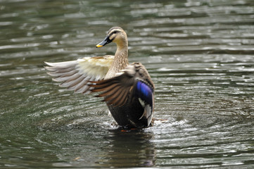 羽ばたくカルガモ